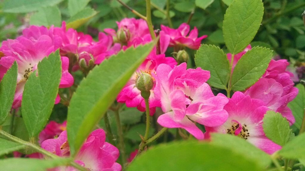 花儿