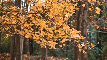 DSC_0293-2