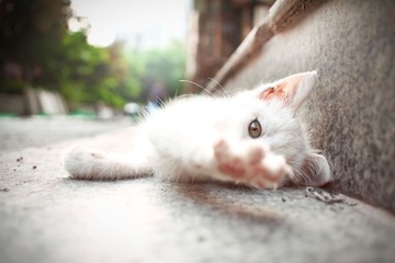 喵~~~