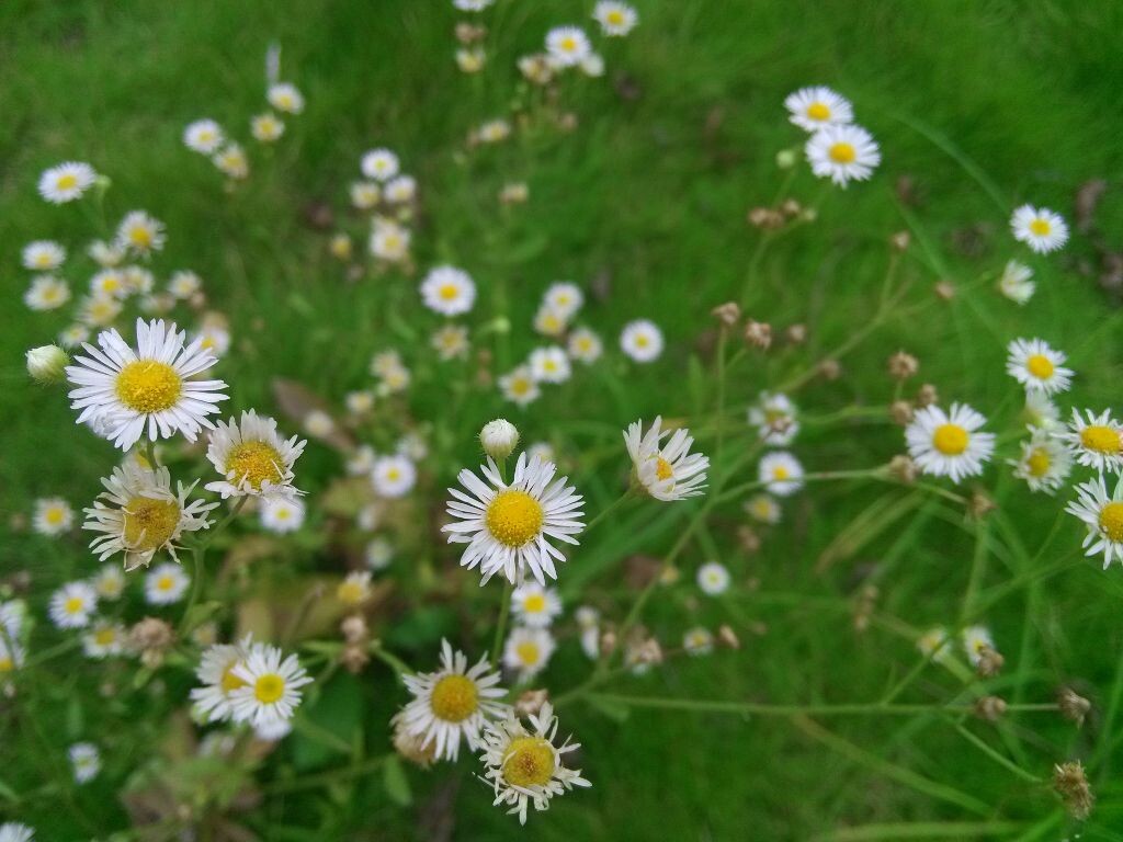 夏