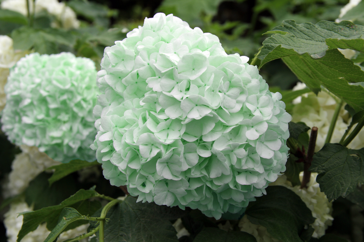 天目琼花佛头花