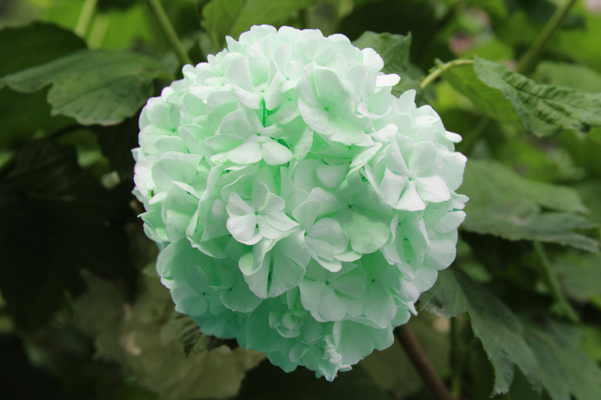 天目琼花佛头花