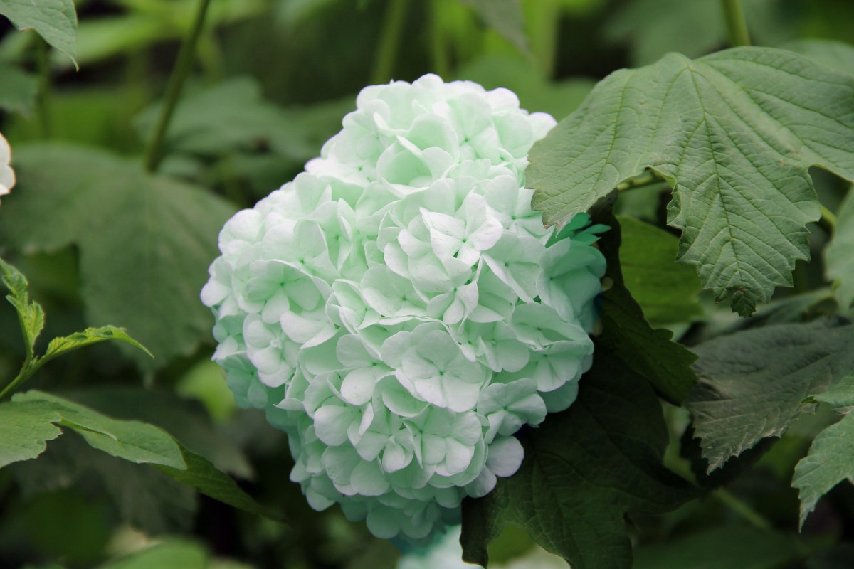 天目琼花佛头花