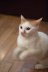 20110826-DSC_0174.jpg
