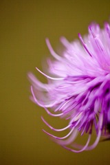 IMG_6002.jpg