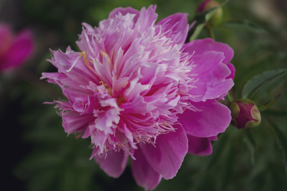 最满意的风光照花花园绽放植物花瓣花的叶子牡丹#大丽花颜色您的打赏