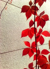 20091025246