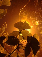 201010101581