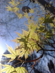 20100427675