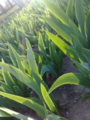 20100429737