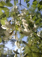 20100520909