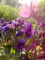 20100427705