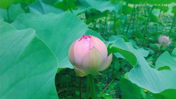 WP_000530