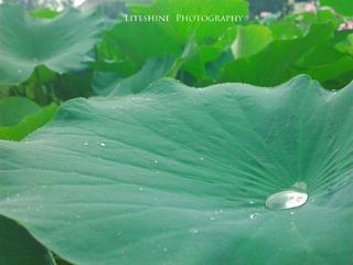 WP_000574