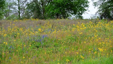 WildFlowers_0042