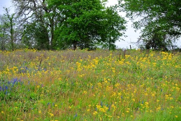 WildFlowers_0043
