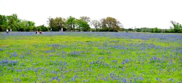 WildFlowers_0044