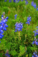 WildFlowers_0045