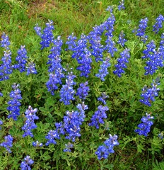 WildFlowers_0049