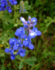 WildFlowers_0050