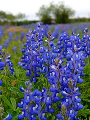 WildFlowers_0052