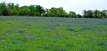 WildFlowers_0078