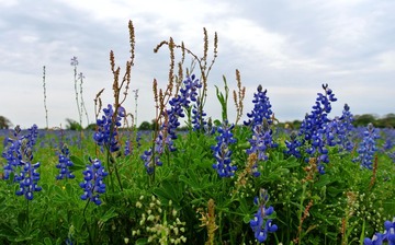WildFlowers_0082