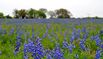 WildFlowers_0106
