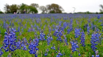 WildFlowers_0107