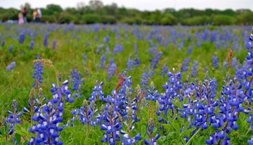 WildFlowers_0110