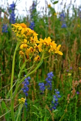 WildFlowers_0123