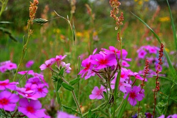 WildFlowers_0136