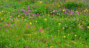 WildFlowers_0140