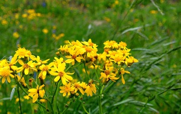 WildFlowers_0145