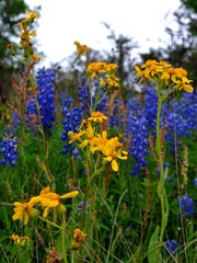 WildFlowers_01342