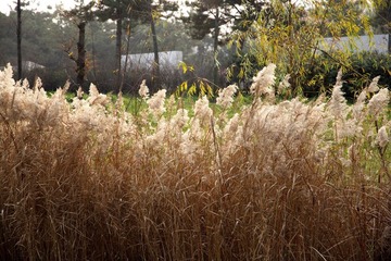 IMG_7003.JPG