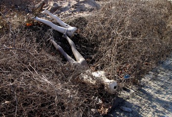 IMG_7133.JPG