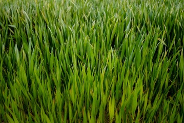 P1000209.jpg