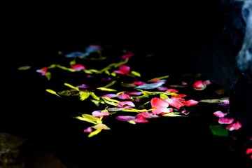 flower090215_3515