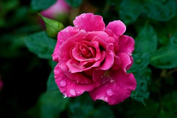 flower090215_3383