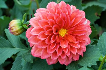 flower090215_3376