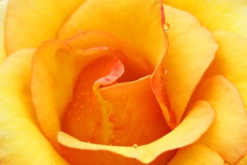 flower090215_3340