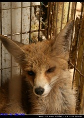 fox