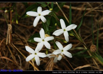 flower-6