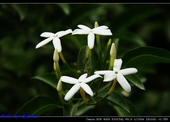 flower-5
