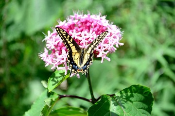 DSC_0522.jpg