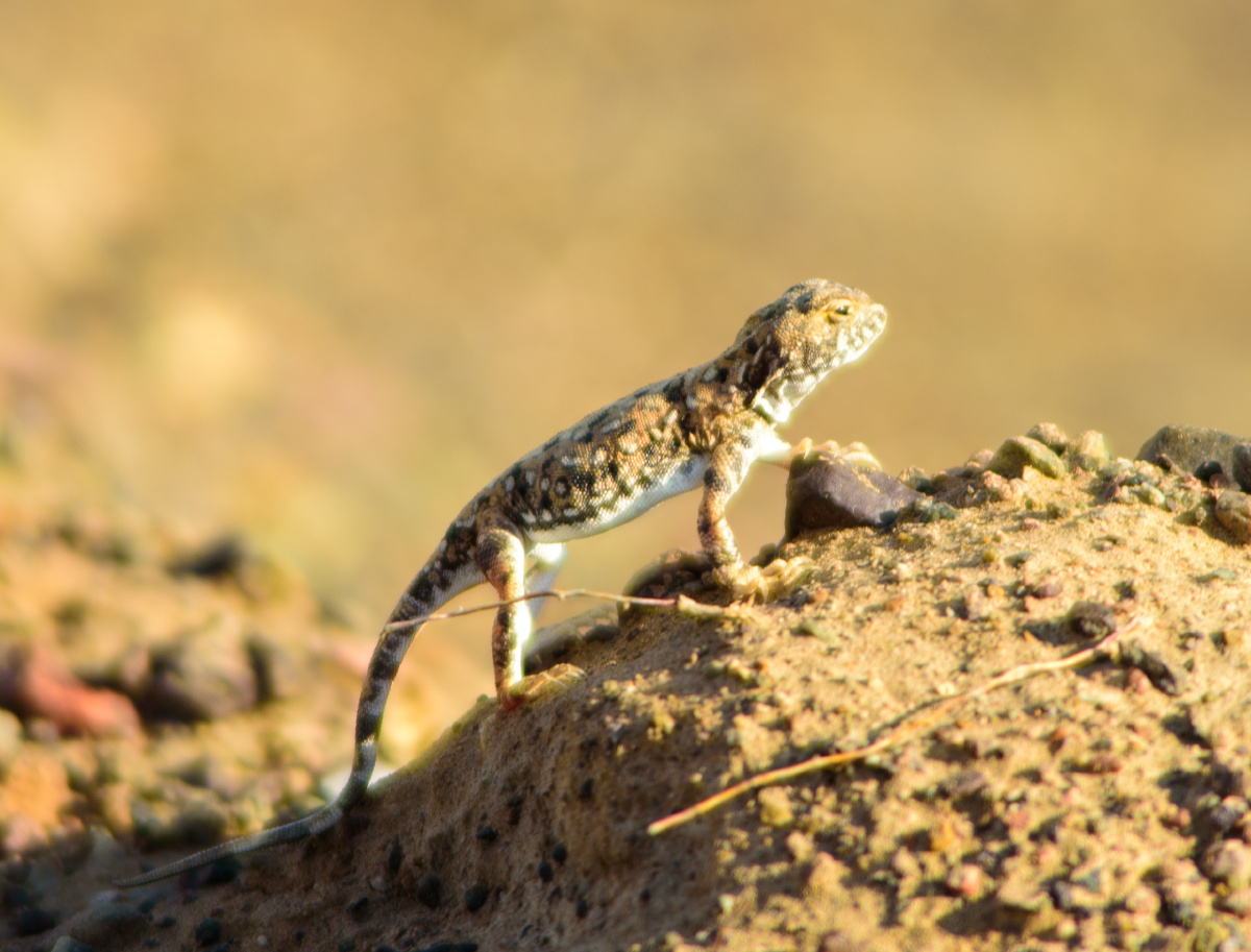 新疆沙漠蜥蜴 - 未见花 - 图虫
