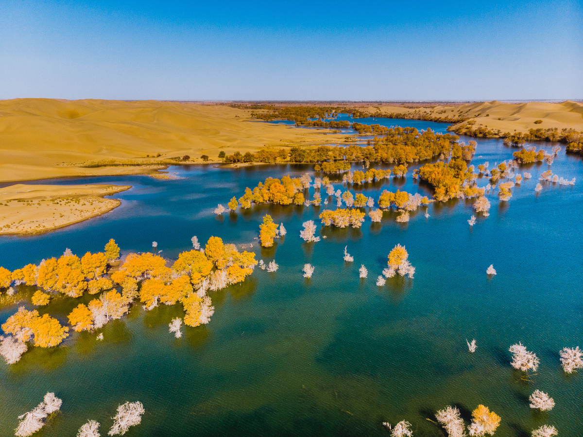 葫芦岛之胡杨林