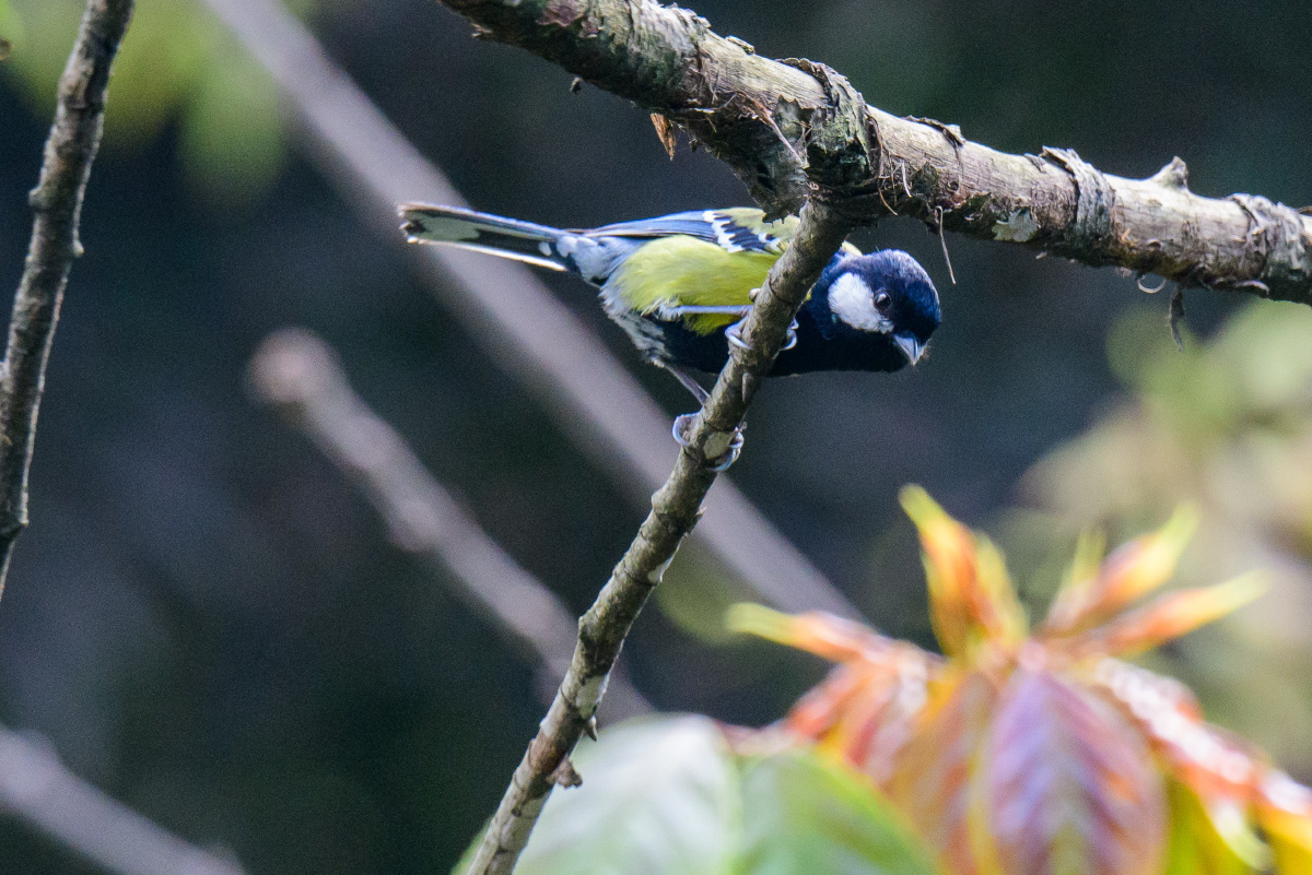 躲猫猫的绿背山雀