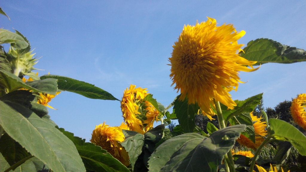 欣欣向荣
